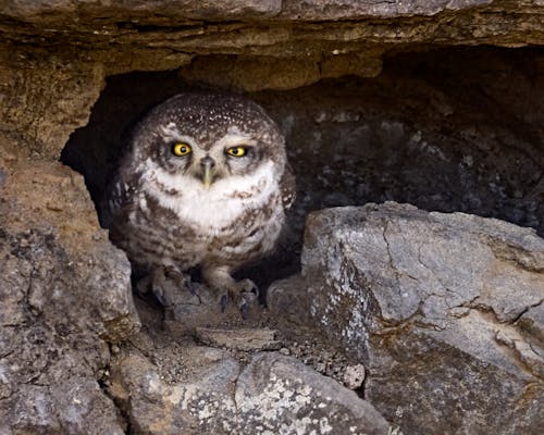 Darmowe zdjęcie z galerii z birding, brodząc ptaki, cętkowany owlet