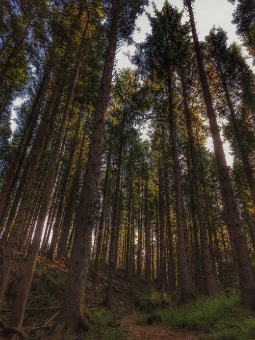 Free Explore the tall coniferous forest in Lincoln City, Oregon, under warm sunlight. Stock Photo