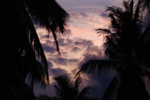 Coconut Trees Under Cloudy Sky