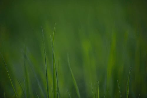 Kostnadsfri bild av färsk, gräs, grön