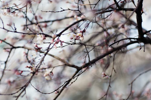 Fotos de stock gratuitas de árbol, brotes, cereza