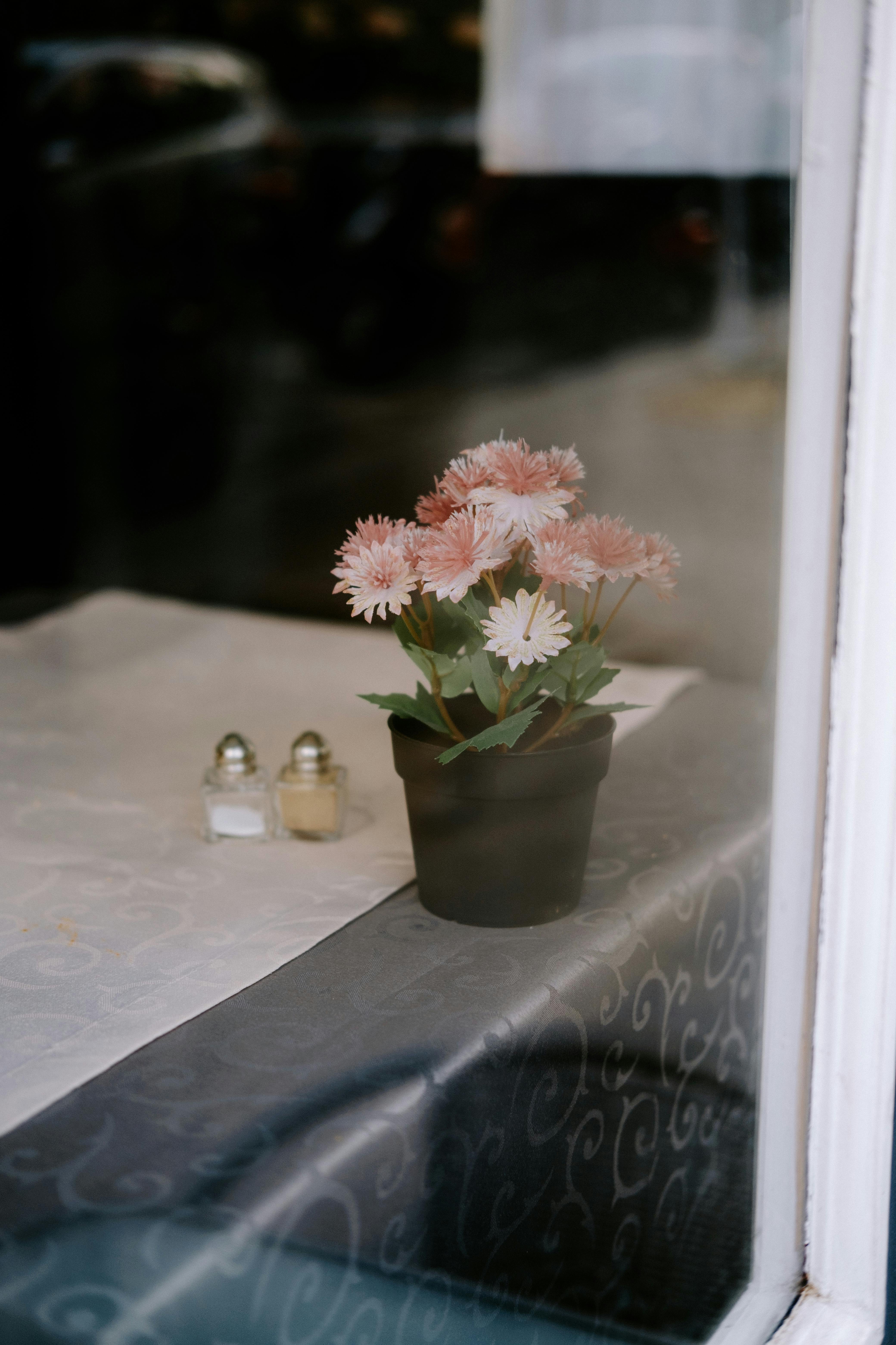 Pepper Flowers Photos, Download The BEST Free Pepper Flowers Stock