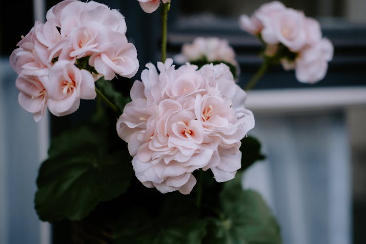 Pale Pink Geranium Flowers 