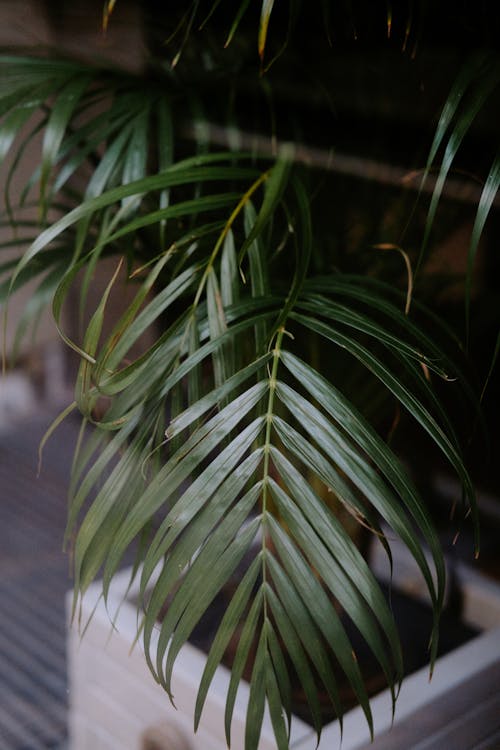 Close-Up of Leaves of Potted Plant