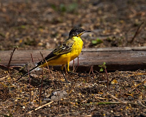 Darmowe zdjęcie z galerii z birding, dzika przyroda, fotografia