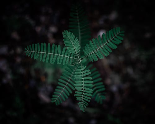 Selectieve Aandacht Fotografie Van Groene Bladplant