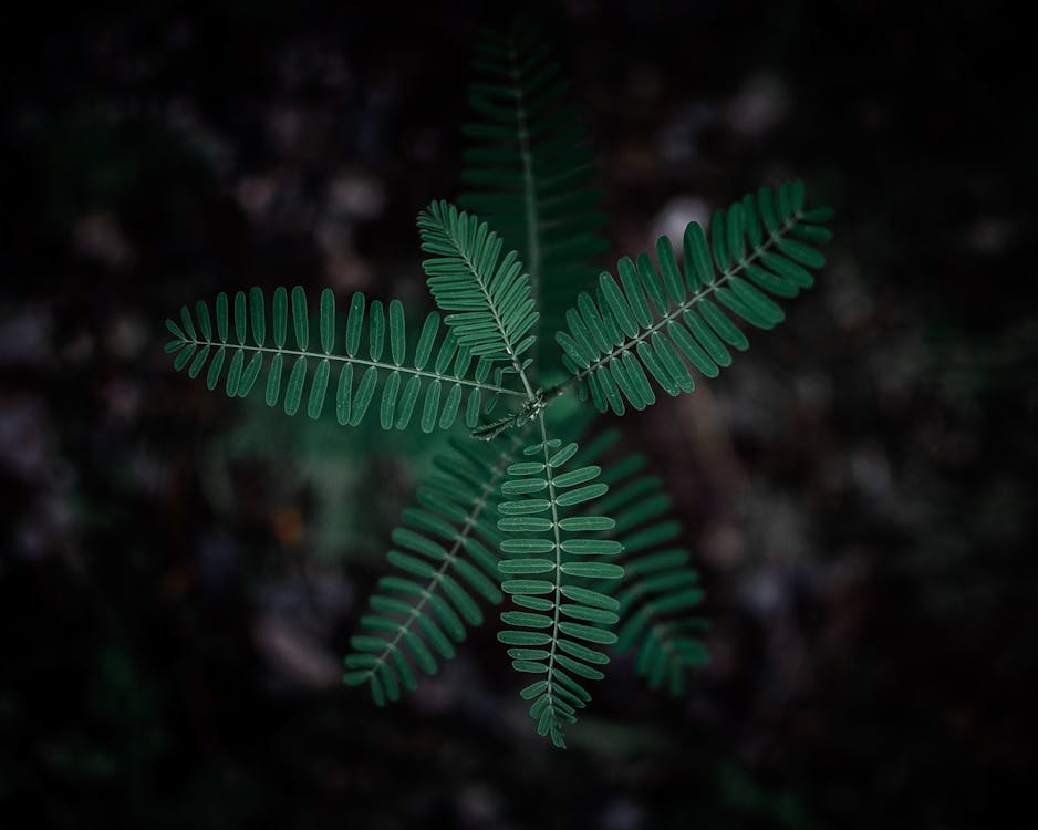 Selective Focus Photography of Green Leafy Plant