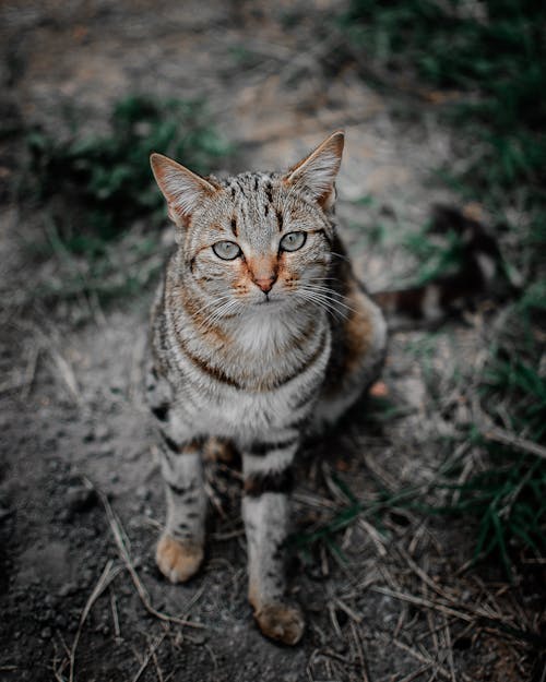 棕色虎斑猫的选择性聚焦摄影