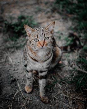 在内罗毕的户外，一只可爱的虎斑猫专注地坐着，展示着它引人注目的眼睛和条纹毛皮