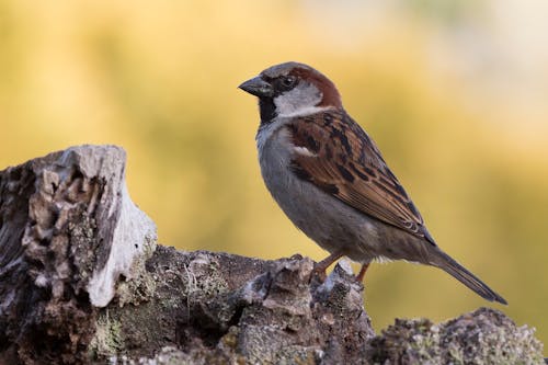 Close-Up Shot of a Sparrow 