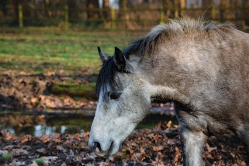 Ücretsiz at, çiftlik hayvanları, hayvan içeren Ücretsiz stok fotoğraf Stok Fotoğraflar