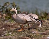 Two Brown Geese on Ground