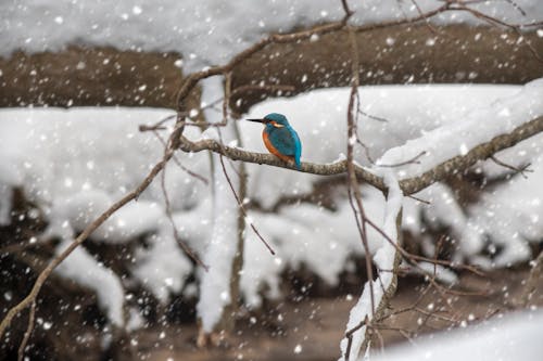 Kingfisher Perched on a Snowy Branch