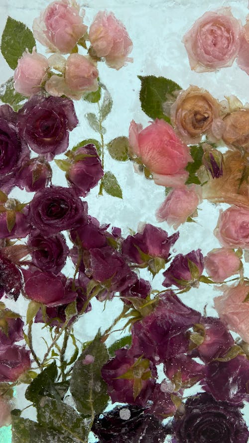 A Close-Up Shot of Roses in Water with Ice