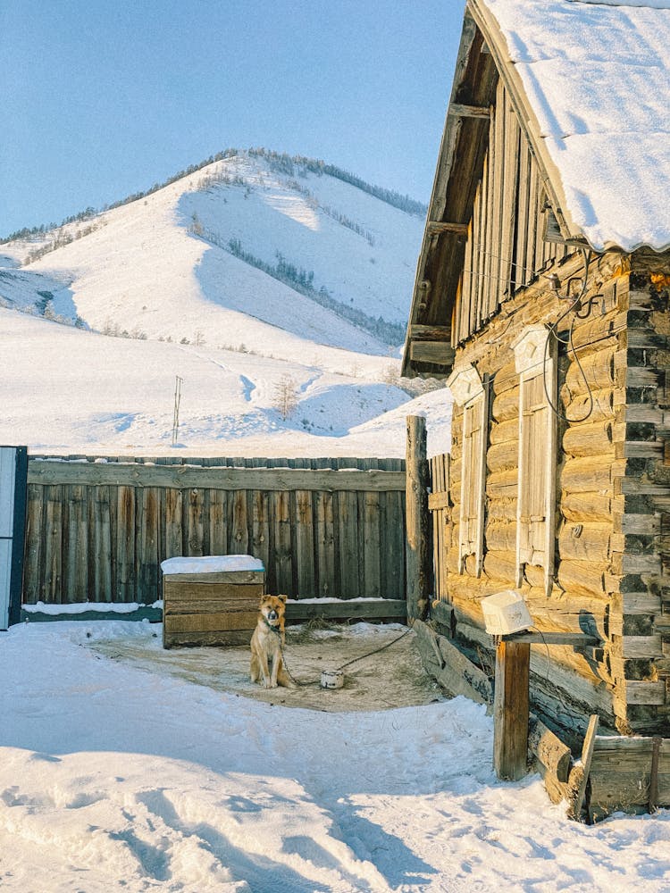 Photo Of A Dog Tied Near A Wooden House