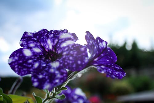 Free stock photo of clear, clear day, drop