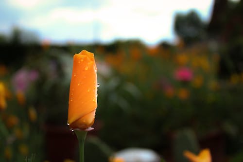 Free stock photo of californian poppy, clear day, drop