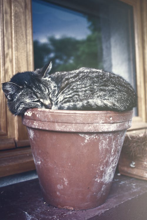 Darmowe zdjęcie z galerii z garnek, koci, kot