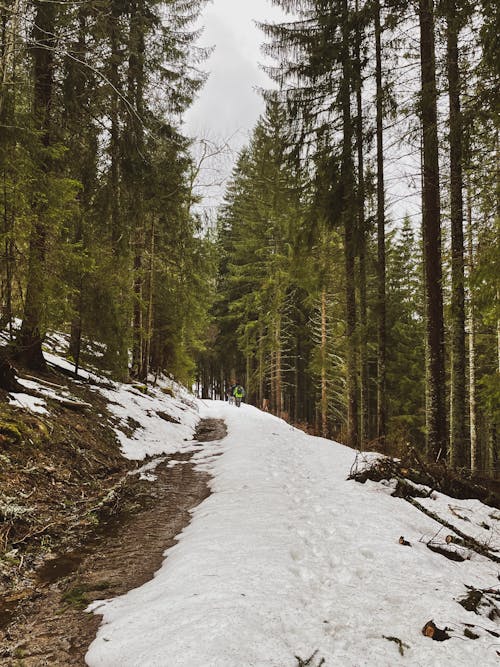 Fotobanka s bezplatnými fotkami na tému borovice, chladný, človek