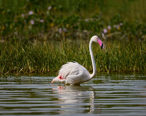 Free A Flamingo in a Lake Stock Photo