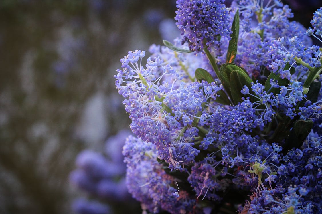 Fotobanka s bezplatnými fotkami na tému exteriéry, farba, flóra