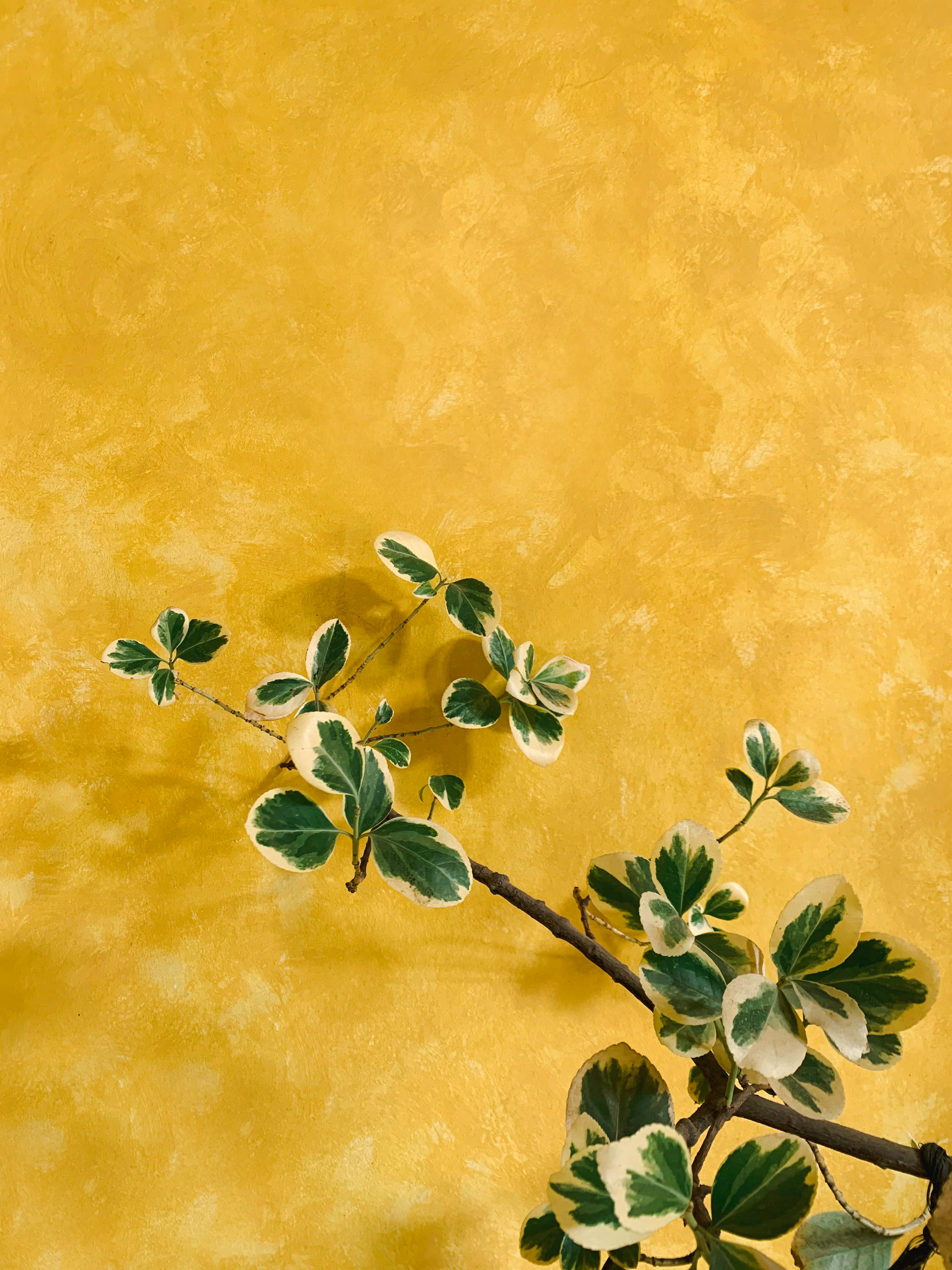 Close-up of variegated plant branch against a textured yellow background, offering natural elegance.