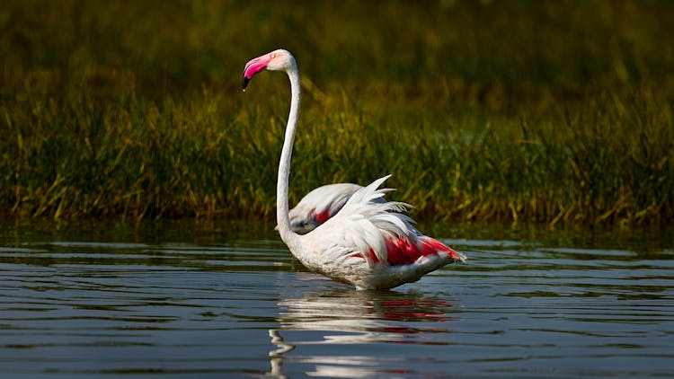 Greater Flamingo On Shallow Water