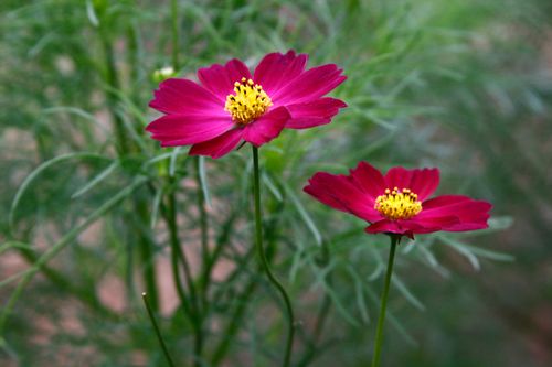 Free Captivating close-up of vivid pink cosmos flowers in a lush garden setting. Stock Photo