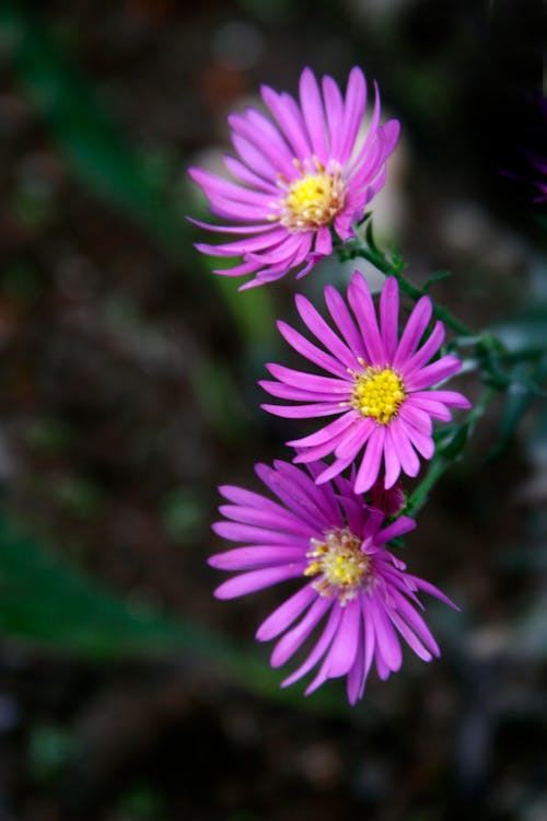 Δωρεάν στοκ φωτογραφιών με aster amellus, ανθίζω, άνθος