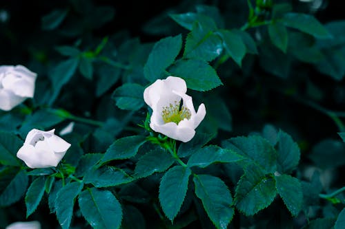 Gratis Fotografía De Enfoque Superficial De Flores Blancas Foto de stock