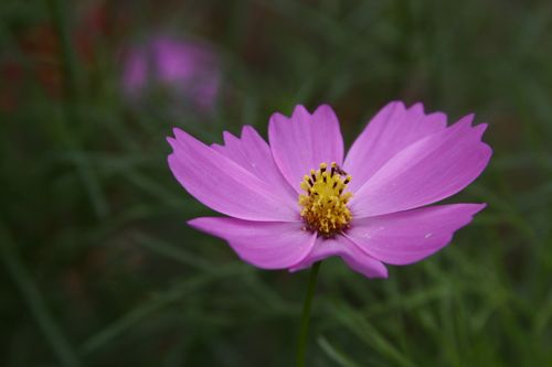 Free Close-up of a vibrant pink cosmos flower with a green blurred background, showcasing natural beauty. Stock Photo