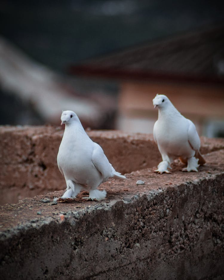 Homing Pigeons On A Concrete Ledge