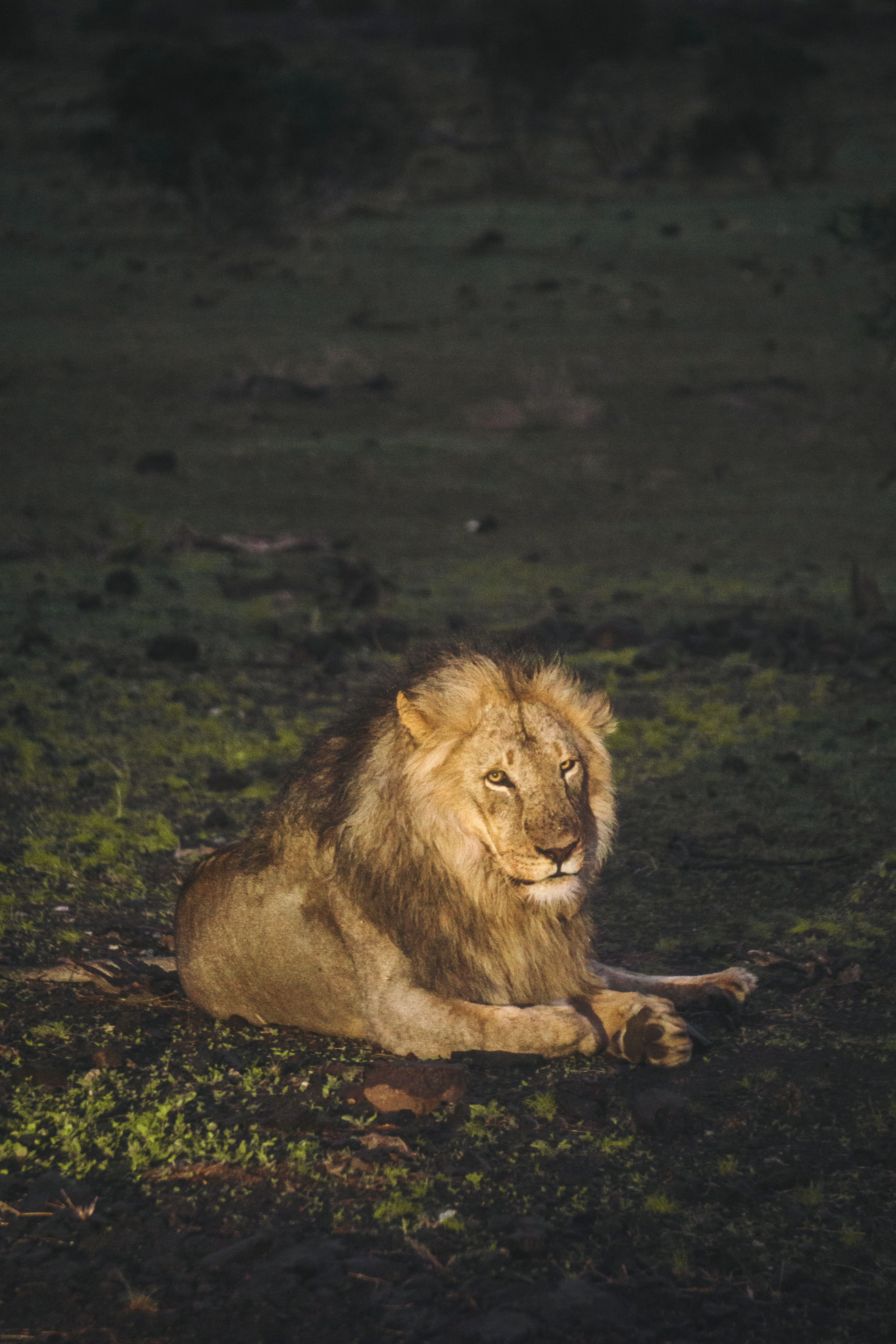 A powerful lion with a mane, resting in the wild plains of Botswana, captured in natural light.