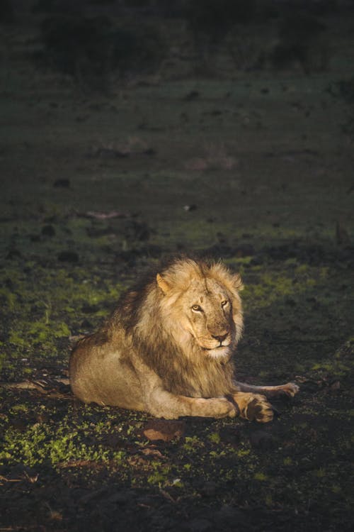 Two Brown Lions Lying on Grass · Free Stock Photo