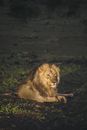 Lion Lying on Green Grass Field