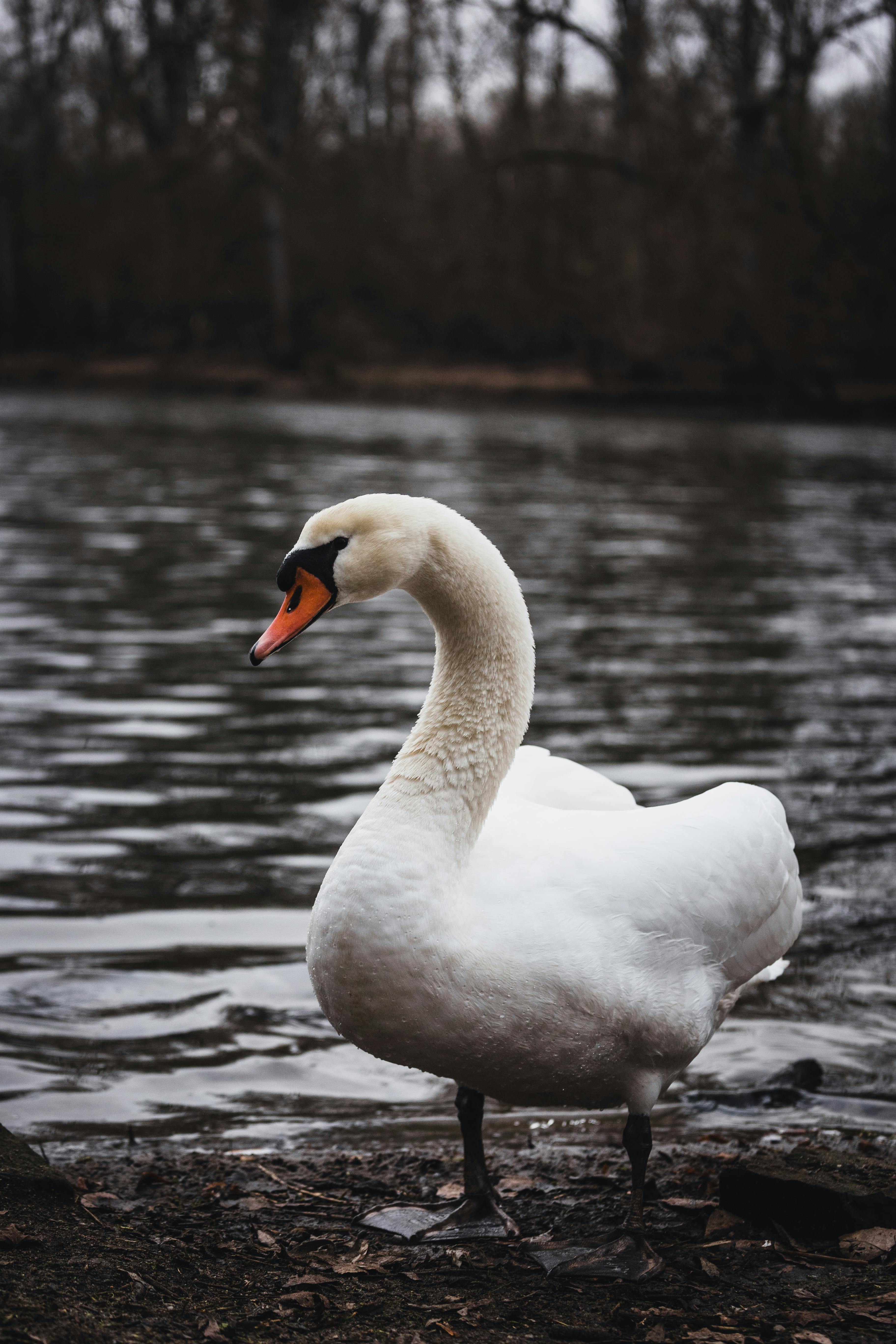 A Swan in the Water · Free Stock Photo