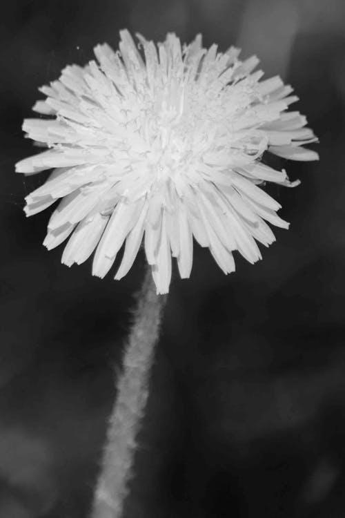 Free stock photo of dandelion