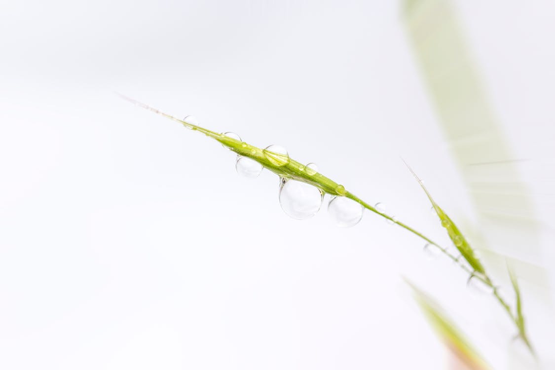 Foto profissional grátis de gota d'água, gota de água