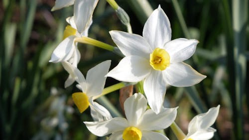 Free stock photo of flowers, narcissus, spring Stock Photo