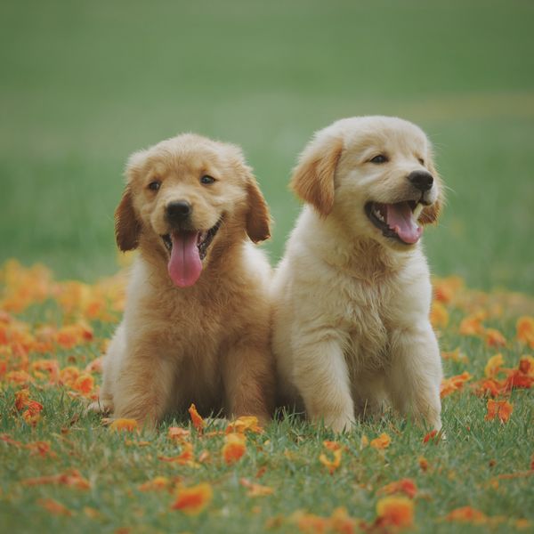 Yellow Labrador