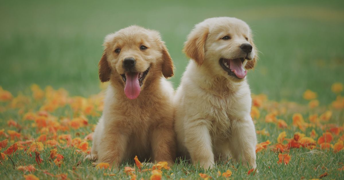 Golden retriever puppy sitting attentively during an early training session in South Florida
