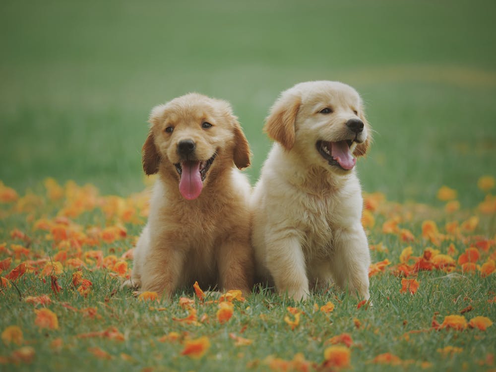 Free Two Yellow Labrador Retriever Puppies Stock Photo