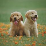Pet Care