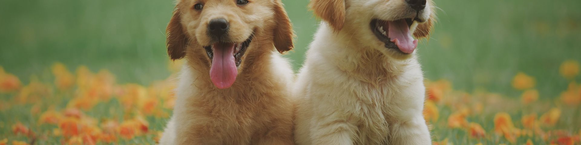 Cover photo for St. Francis' Veterinary Clinic