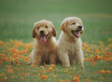 Puppies playing together