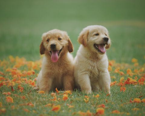 Puppies playing together