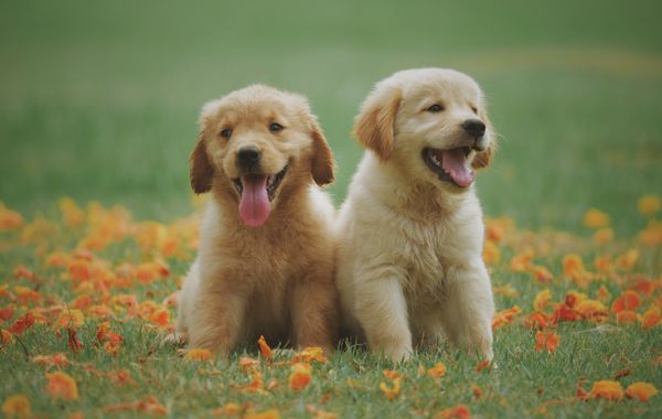 How to choose a dog harness that actually fits