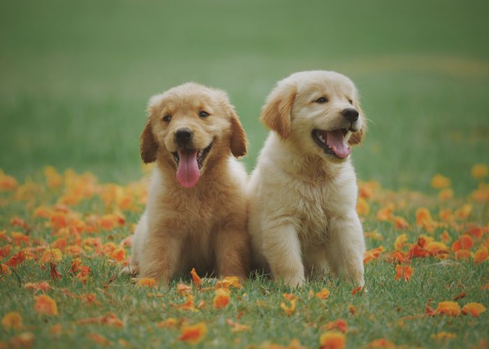 Cachorro filhote feliz olhando para a câmera