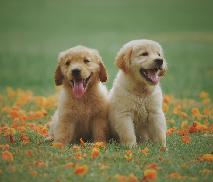 Happy dog