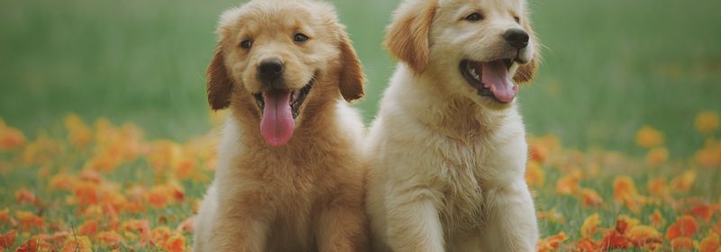 Puppies playing together